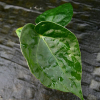 Anthurium Jungle Giant x luxurians