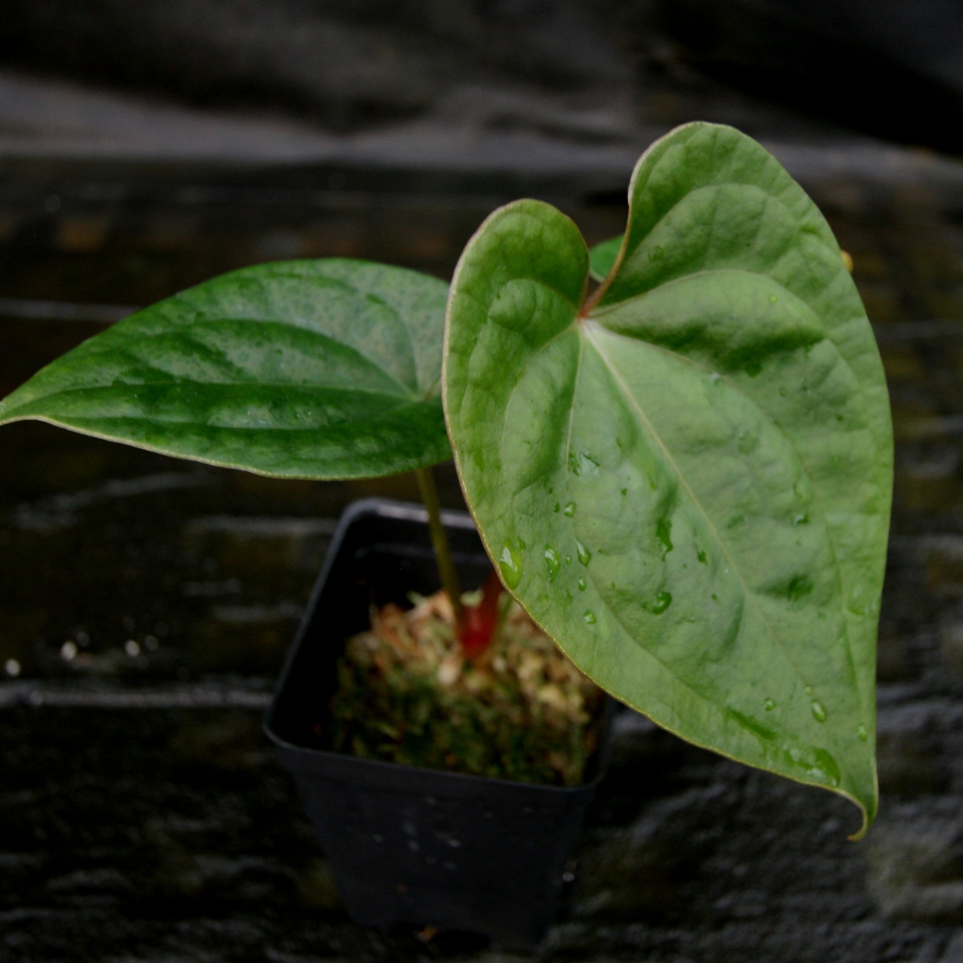 Anthurium Jungle Giant x luxurians  Carnivero