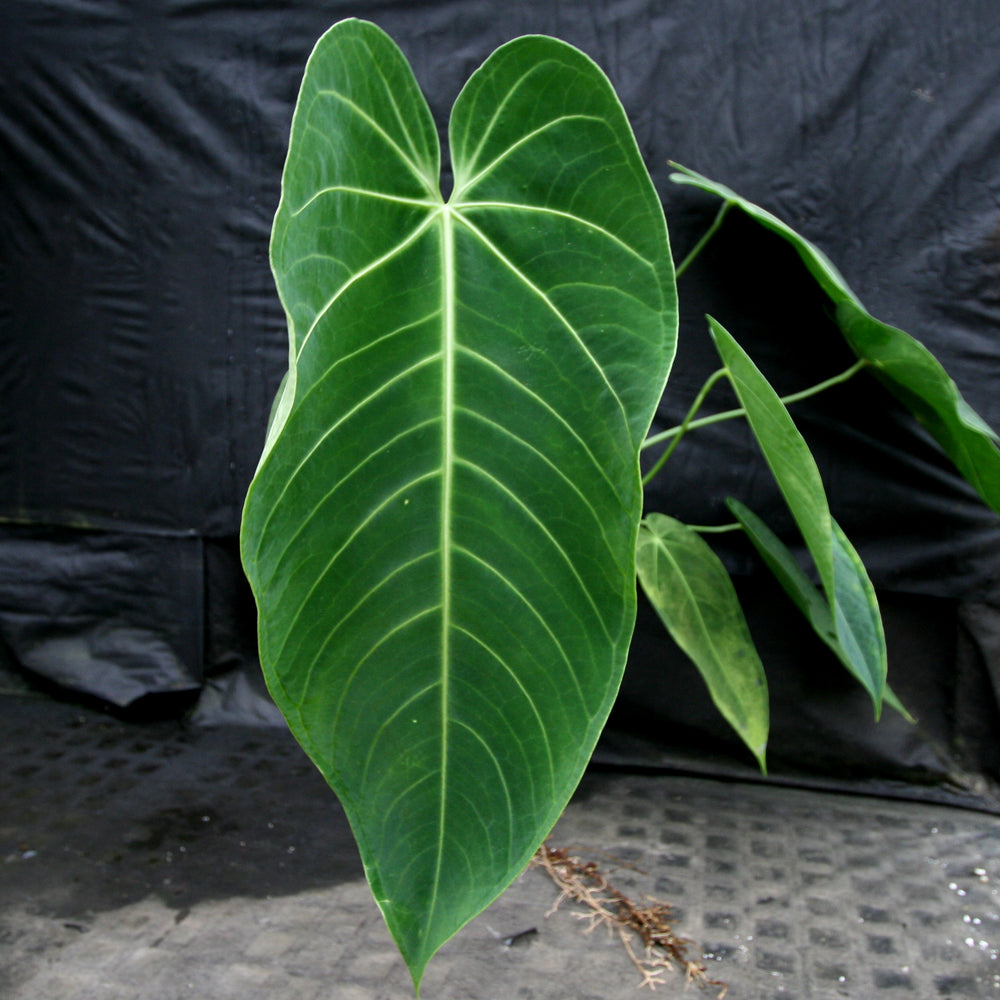 anthurium cirinoi care Anthurium aff. cirinoi "Hawaii", CAR-0325 – Carnivero