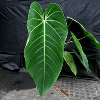 Anthurium aff. cirinoi "Hawaii", CAR-0325