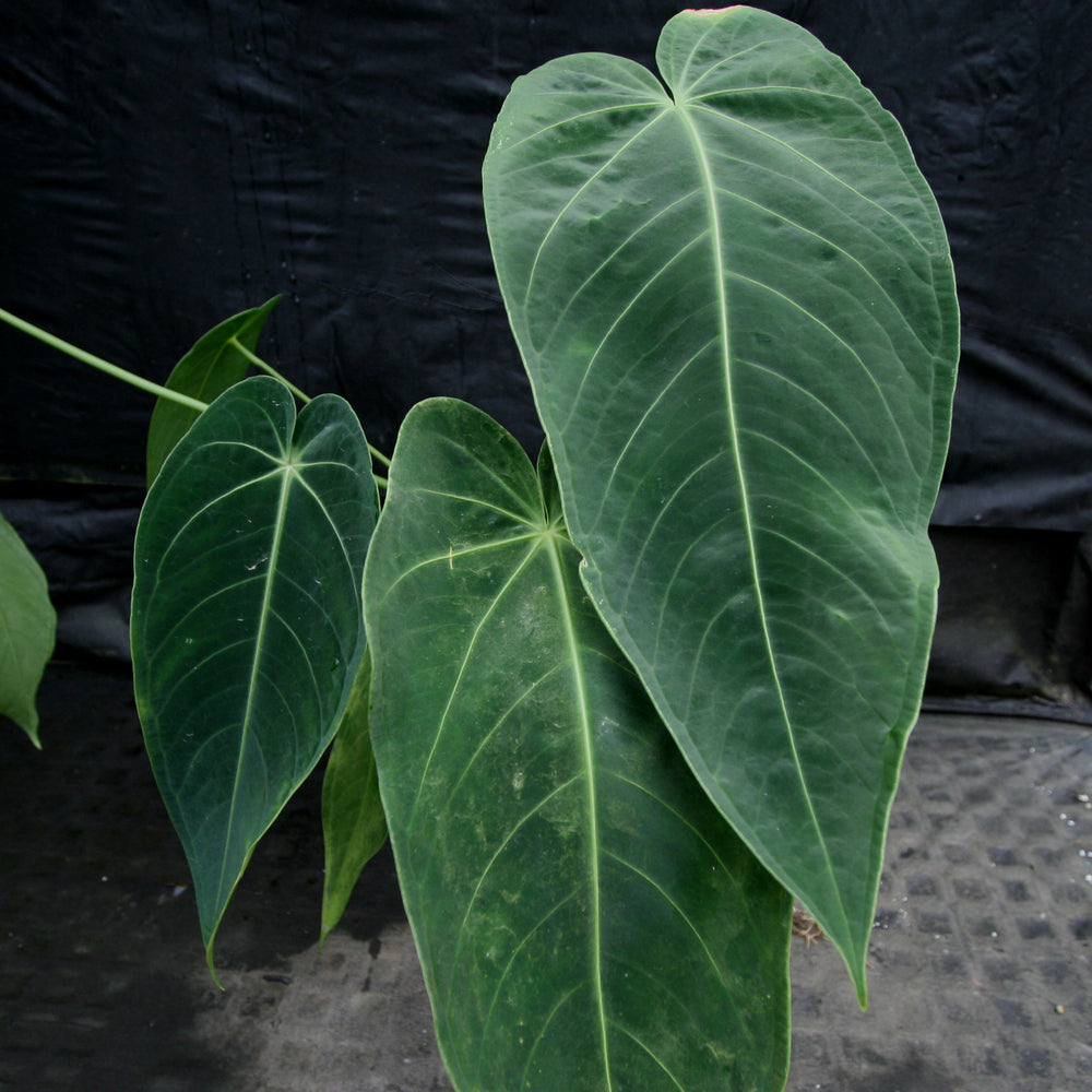 anthurium plants hawaii Anthurium aff. cirinoi "Hawaii", CAR-0325 – Carnivero