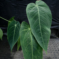 Anthurium aff. cirinoi "Hawaii", CAR-0325