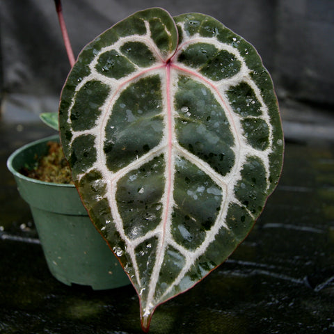 Close up of a variegated Anthurium Zara x Michelle x Doc Block F2 leaf with white venation and a red petiole in a pot