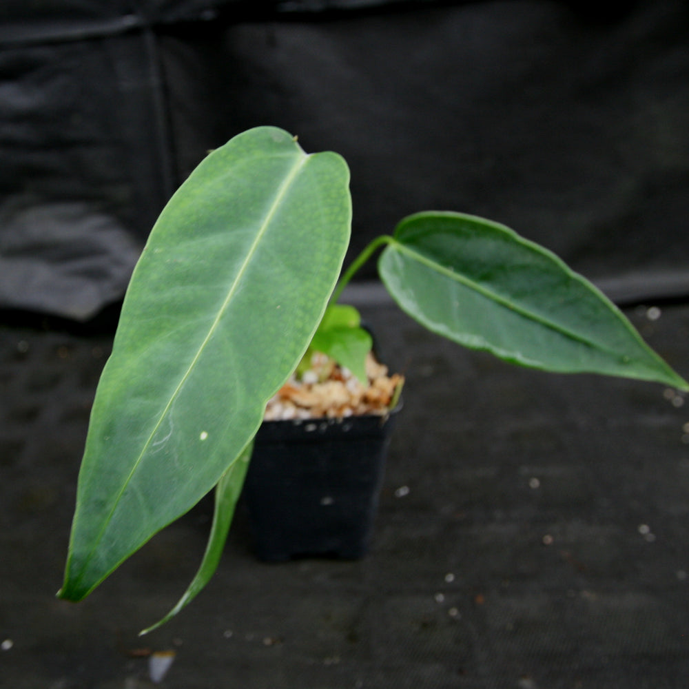 
                      
                        Anthurium aff. cirinoi "Hawaii", CAR-0325
                      
                    