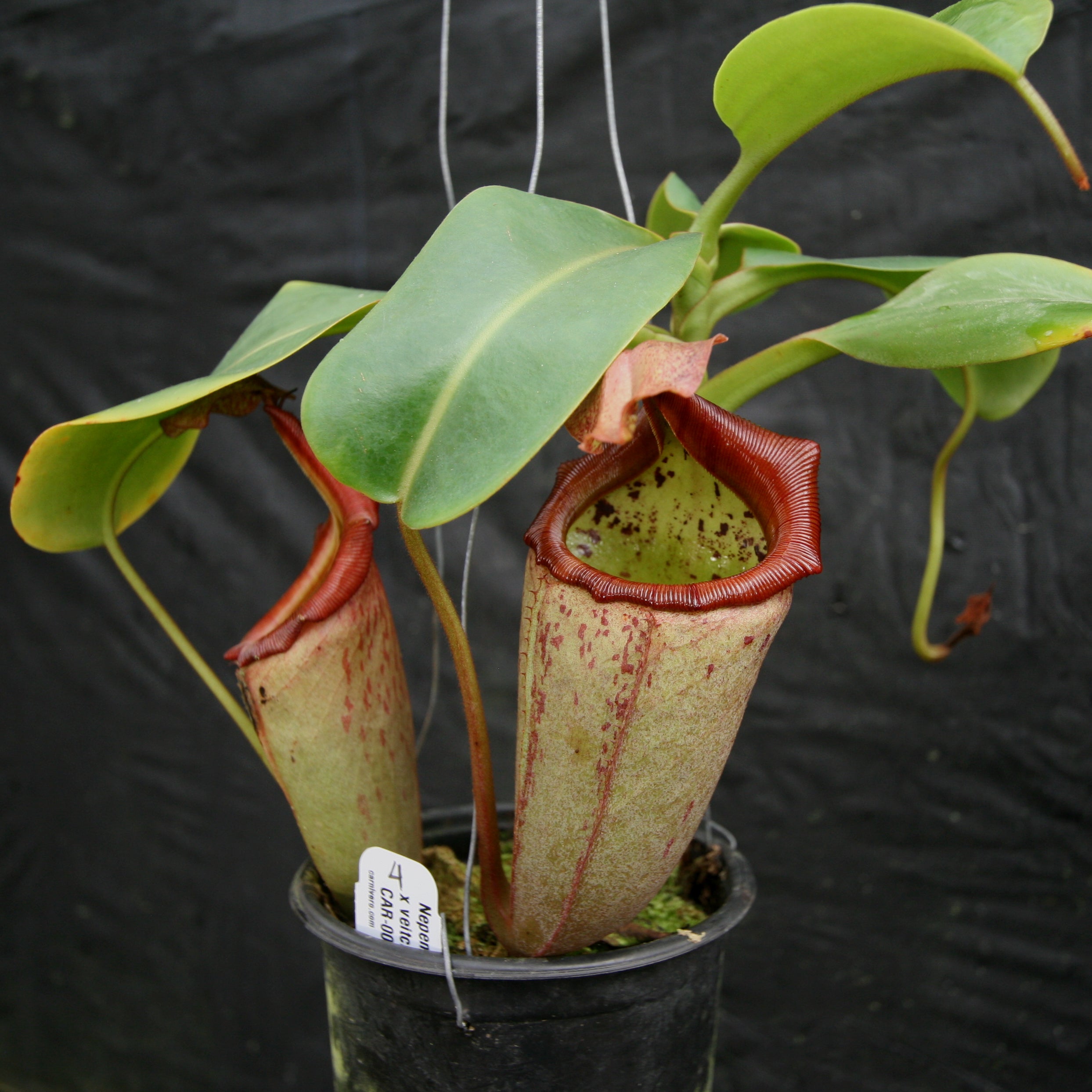 Nepenthes (maxima x campanulata) x veitchii 