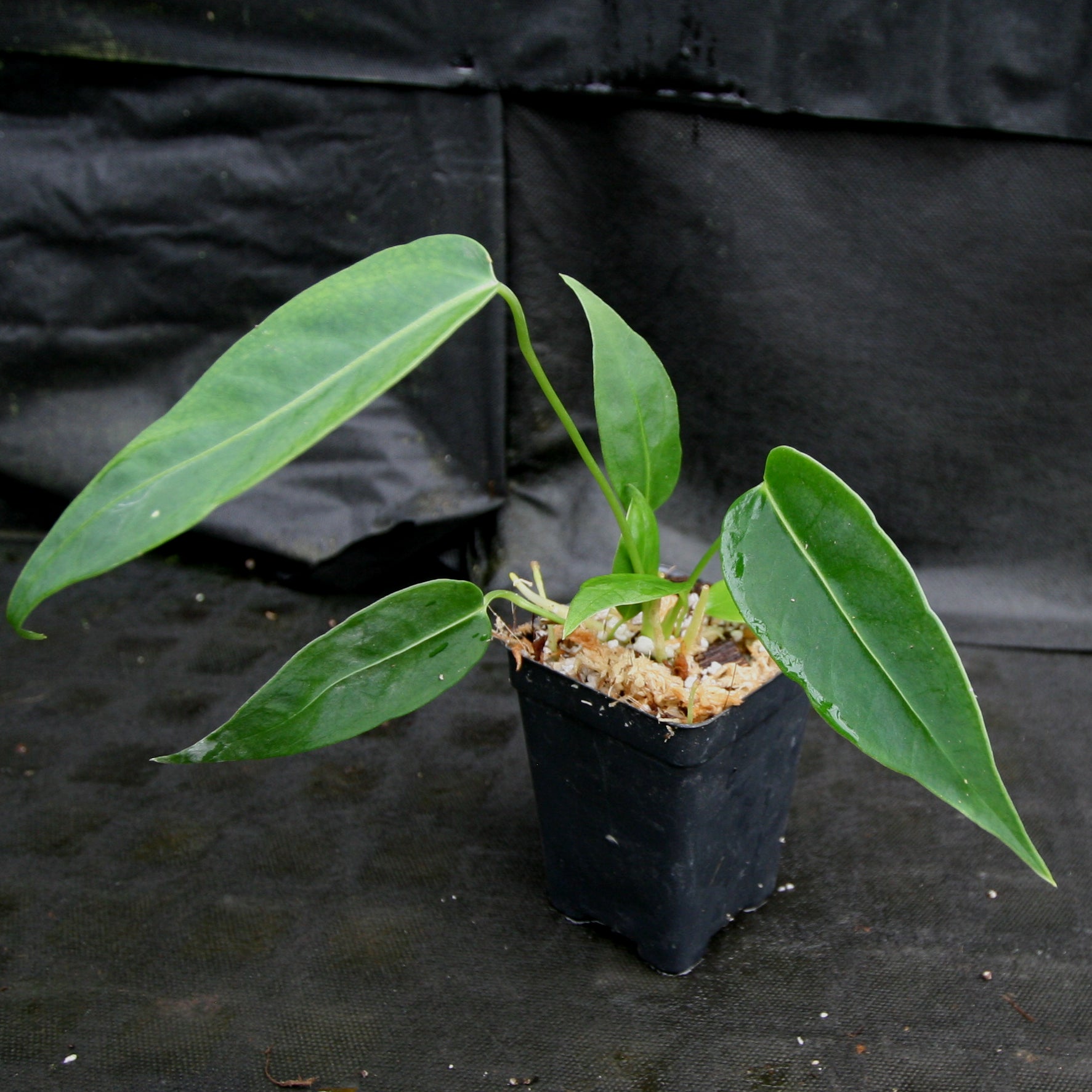 Anthurium aff. cirinoi 