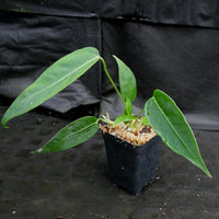 Anthurium aff. cirinoi "Hawaii", CAR-0325