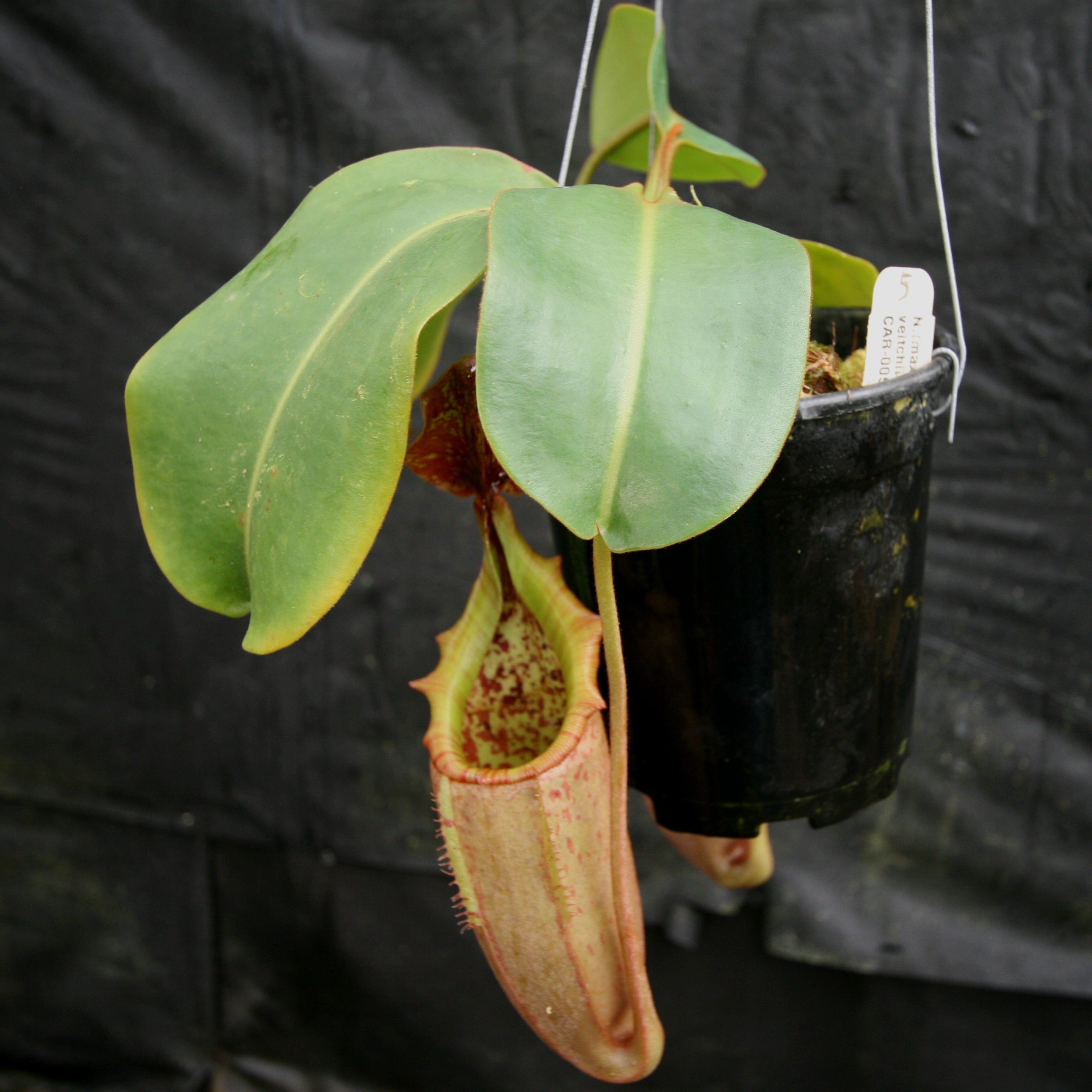 Nepenthes (maxima x campanulata) x veitchii 