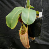 Nepenthes (maxima x campanulata) x veitchii "Pink Candy Cane", CAR-0055