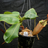 Nepenthes (maxima x campanulata) x veitchii "Pink Candy Cane", CAR-0055