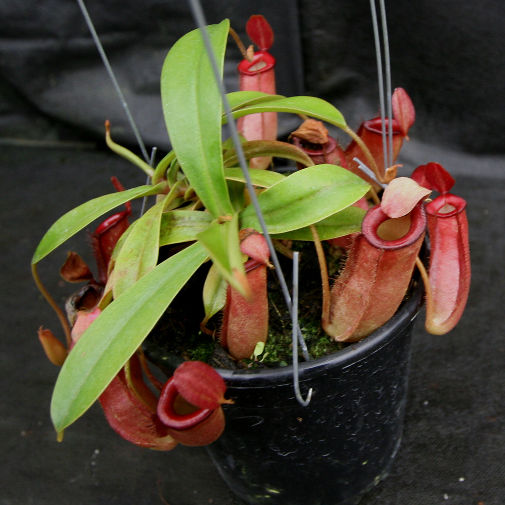 
                      
                        Nepenthes Lady Luck
                      
                    