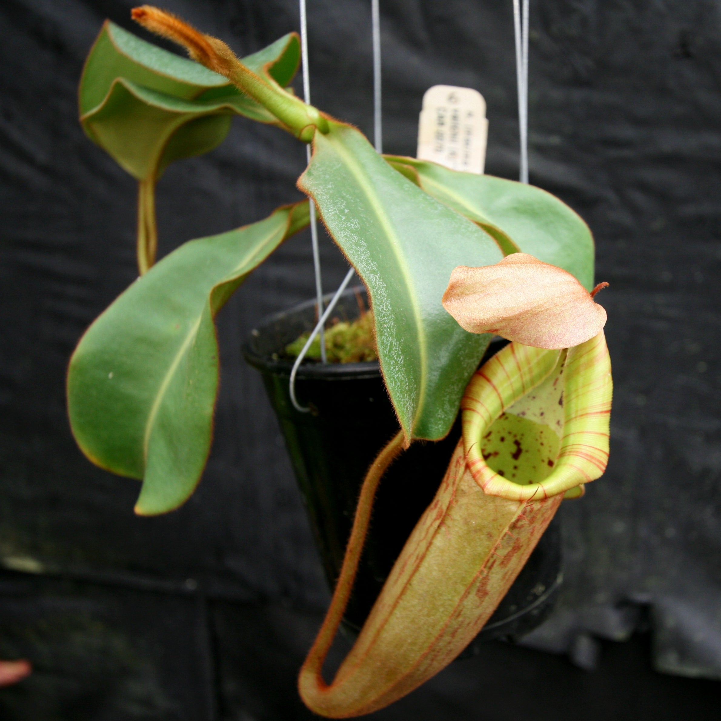 Nepenthes (maxima x campanulata) x veitchii 