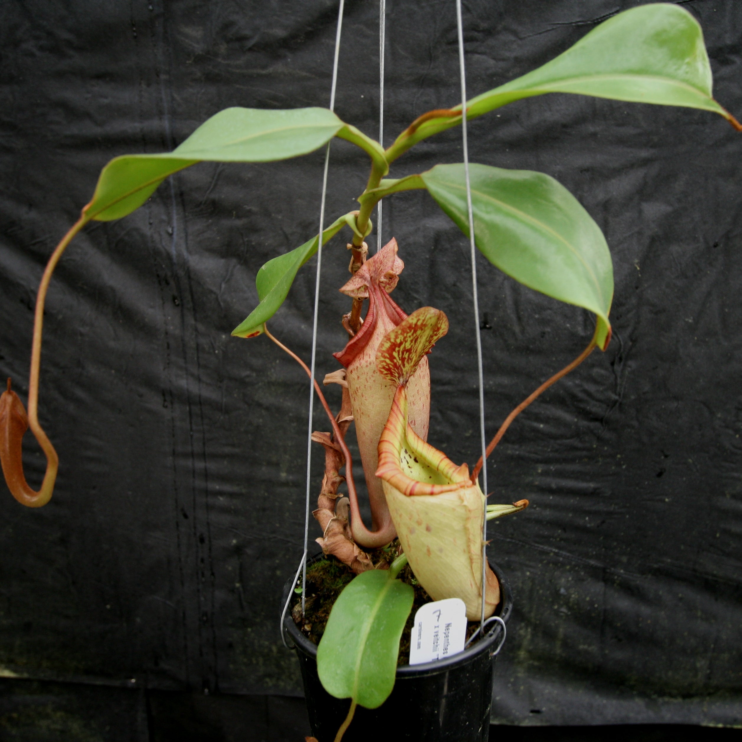 Nepenthes (maxima x campanulata) x veitchii 