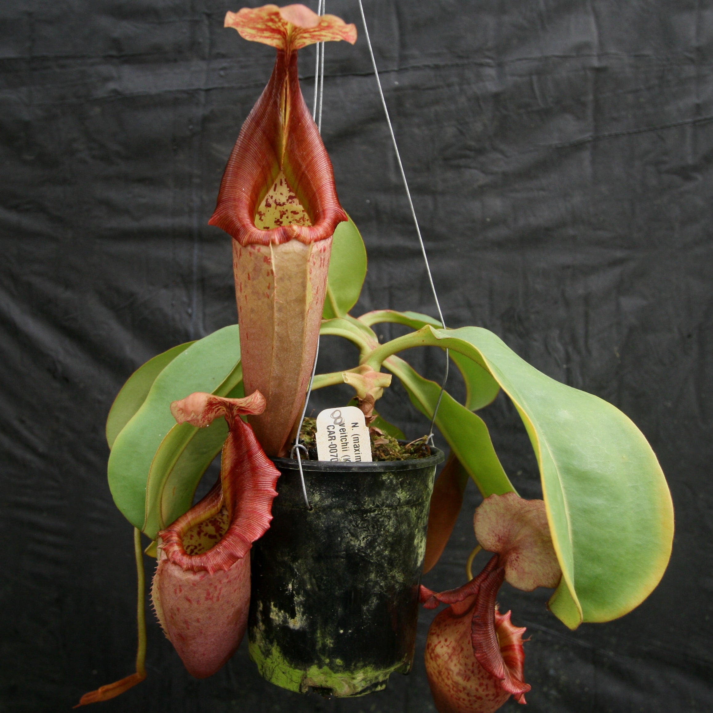 Nepenthes (maxima x campanulata) x veitchii 