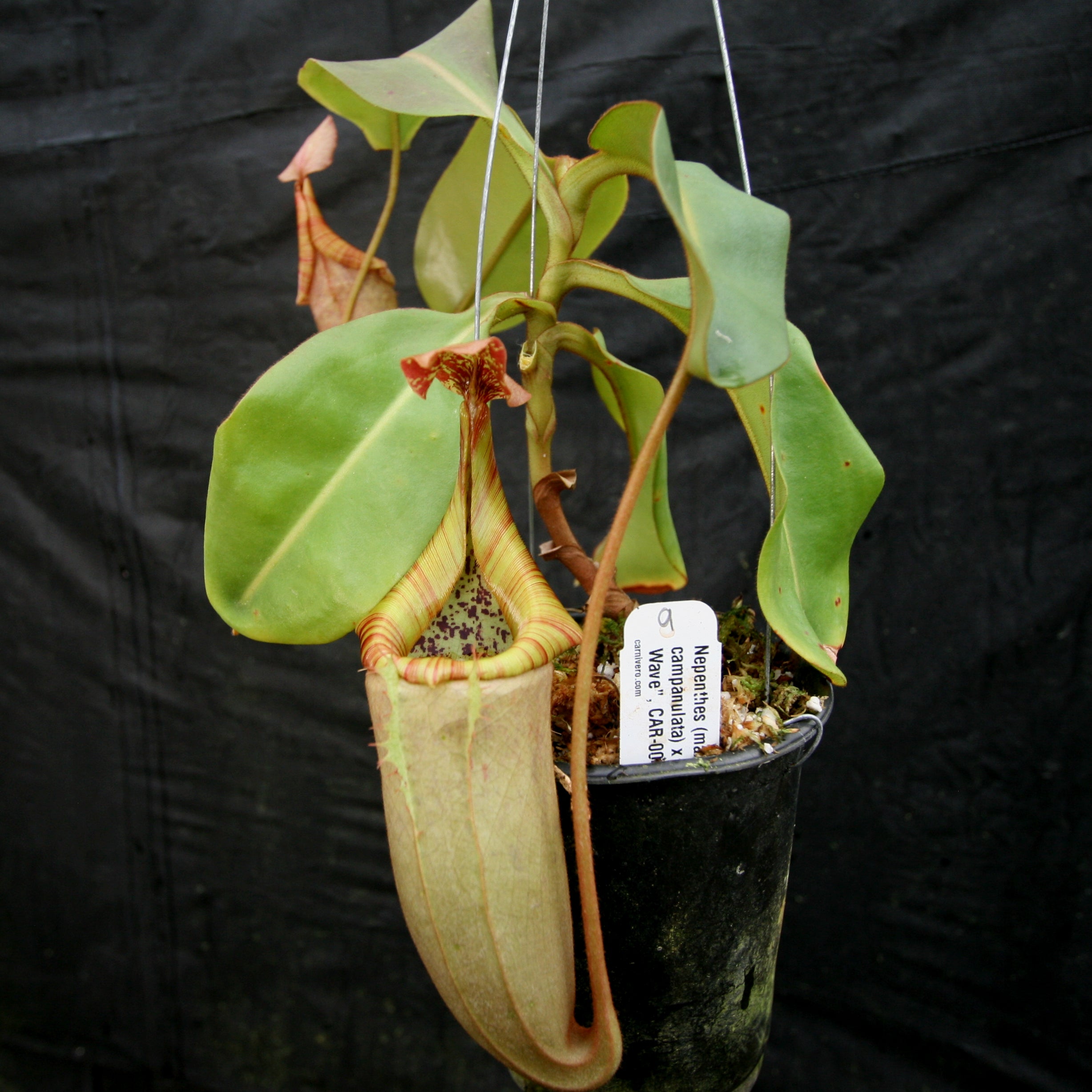 Nepenthes (maxima x campanulata) x veitchii 