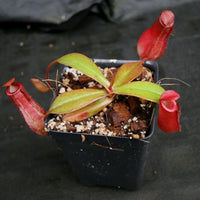 Nepenthes Lady Luck