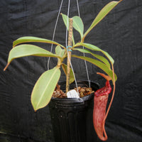 Nepenthes Maggie Jones x {(rokko x boschiana) x [rokko x (fusca x spectabilis)] x TM]} , CAR-0085, pitcher plant, carnivorous plant, collectors plant, large pitchers, rare plants