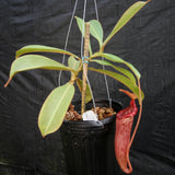 Nepenthes Maggie Jones x {(rokko x boschiana) x [rokko x (fusca x spectabilis)] x TM]} , CAR-0085, pitcher plant, carnivorous plant, collectors plant, large pitchers, rare plants