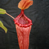 Nepenthes Maggie Jones x {(rokko x boschiana) x [rokko x (fusca x spectabilis)] x TM]} , CAR-0085, pitcher plant, carnivorous plant, collectors plant, large pitchers, rare plants