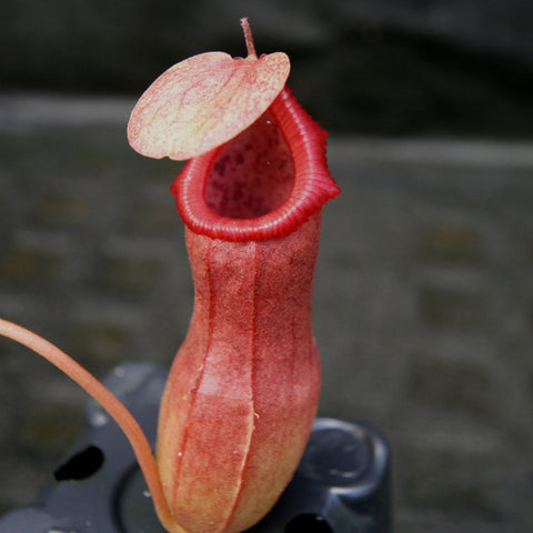 Close up of Nepenthes ventricosa x ovata pitcher with pinkish lid and bright red peristome.