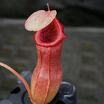 Nepenthes ventricosa x ovata, CAR-0185, pitcher plant, carnivorous plant, collectors plant, large pitchers, rare plants