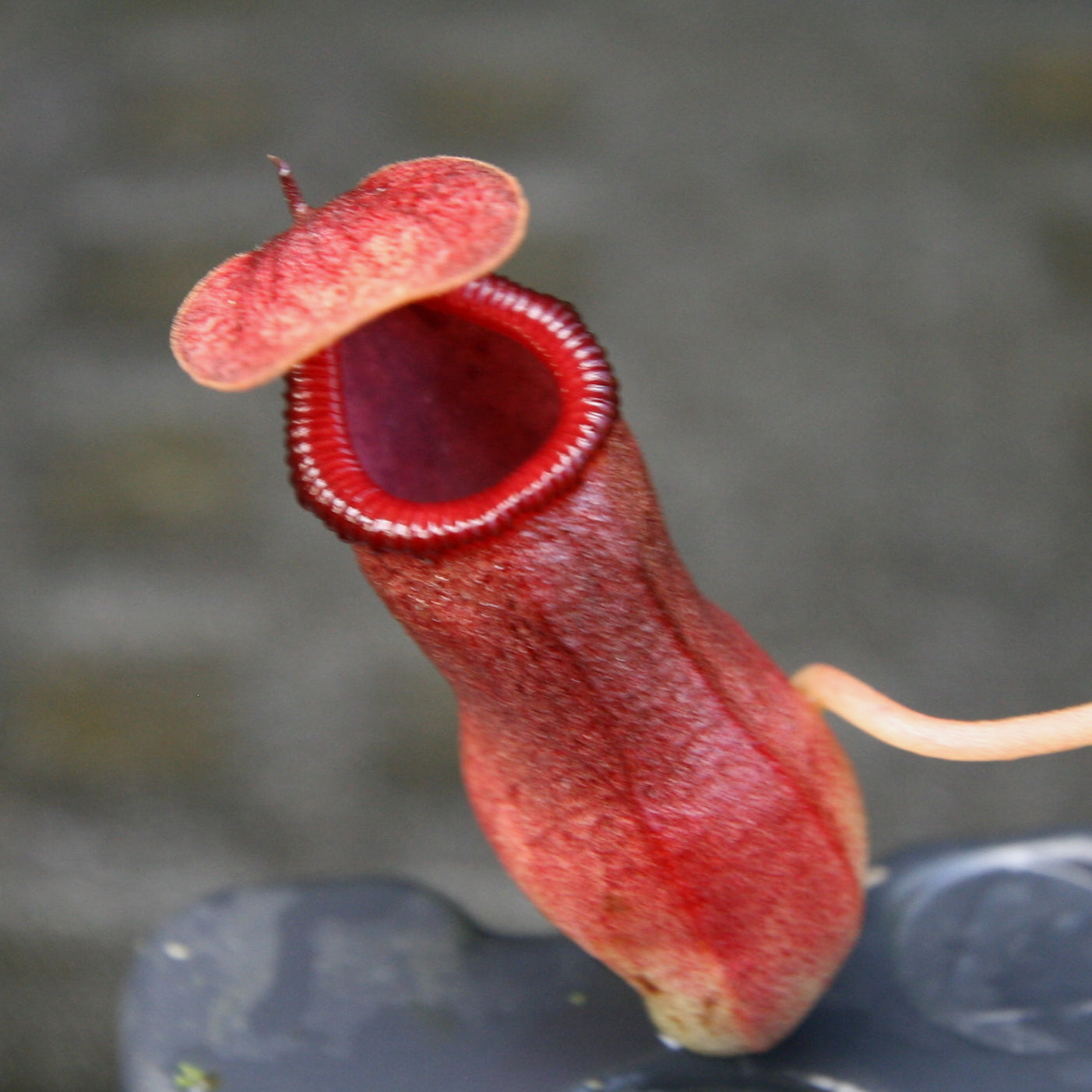 Nepenthes ventricosa 在来 Nepenthes ventricosa x ovata, CAR-0185 – Carnivero