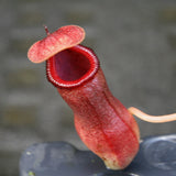 Nepenthes ventricosa x ovata, CAR-0185, pitcher plant, carnivorous plant, collectors plant, large pitchers, rare plants