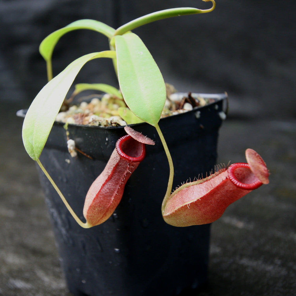 
                      
                        Nepenthes ventricosa x ovata, CAR-0185, pitcher plant, carnivorous plant, collectors plant, large pitchers, rare plants
                      
                    