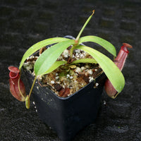 Nepenthes ventricosa x ovata, CAR-0185