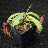 Nepenthes ventricosa x ovata, CAR-0185, pitcher plant, carnivorous plant, collectors plant, large pitchers, rare plants