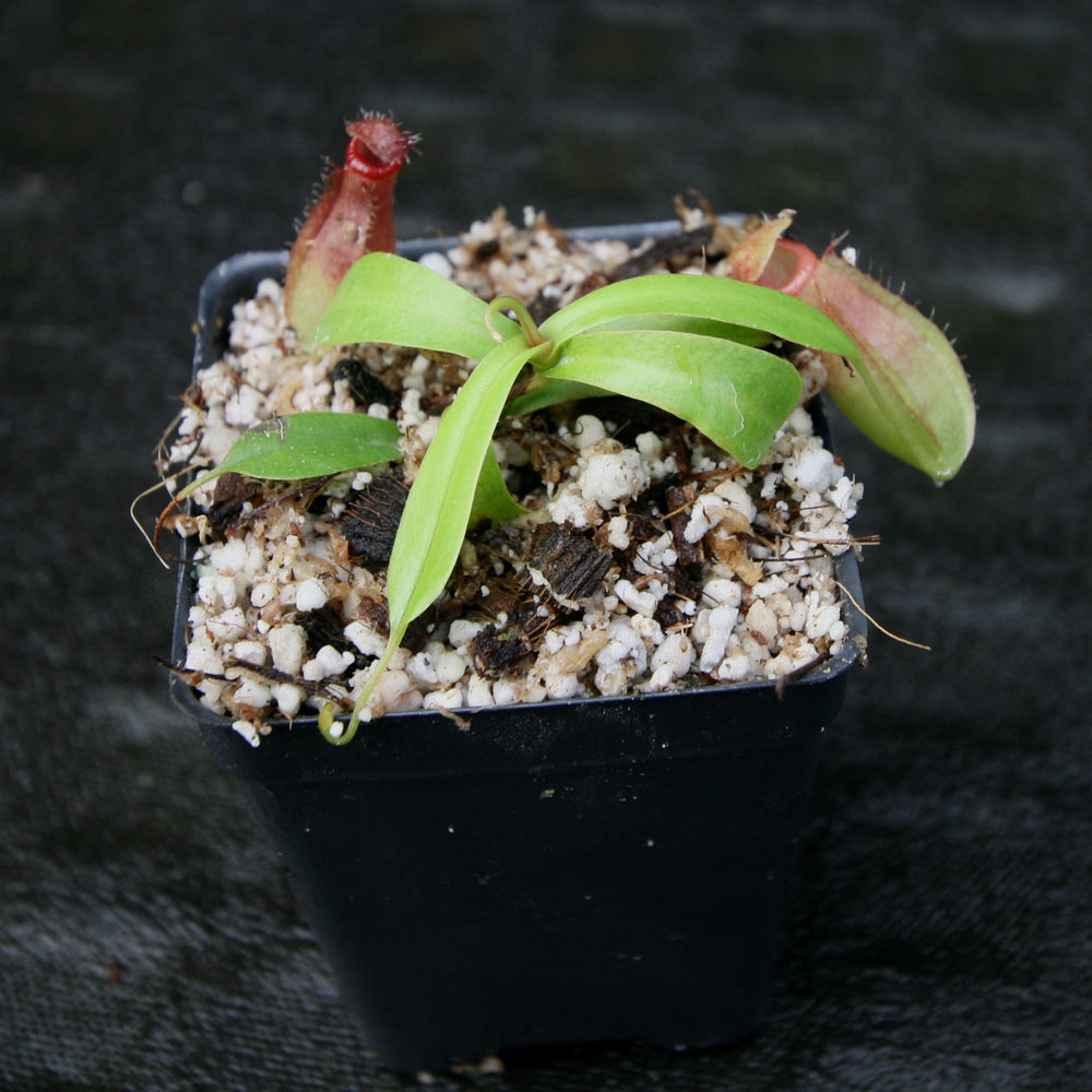 
                      
                        Nepenthes ventricosa x ovata, CAR-0185, pitcher plant, carnivorous plant, collectors plant, large pitchers, rare plants
                      
                    