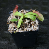 Nepenthes ventricosa x ovata, CAR-0185, pitcher plant, carnivorous plant, collectors plant, large pitchers, rare plants