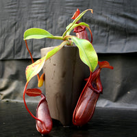 Nepenthes burkei x robcantleyi, BE-3752