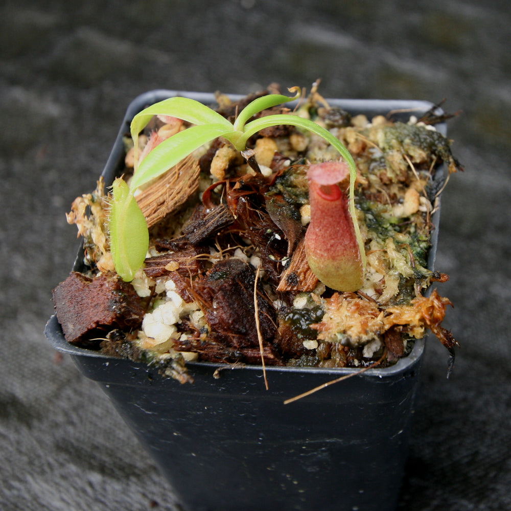 
                      
                        Nepenthes ventricosa x ovata, CAR-0185, pitcher plant, carnivorous plant, collectors plant, large pitchers, rare plants
                      
                    
