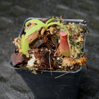 Nepenthes ventricosa x ovata, CAR-0185