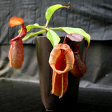 Nepenthes burkei x robcantleyi, BE-3752