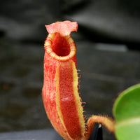 Nepenthes villosa x veitchii
