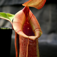 Nepenthes burkei x robcantleyi, BE-3752