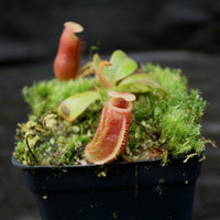 Nepenthes villosa x veitchii