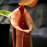 Nepenthes burkei x robcantleyi, BE-3752