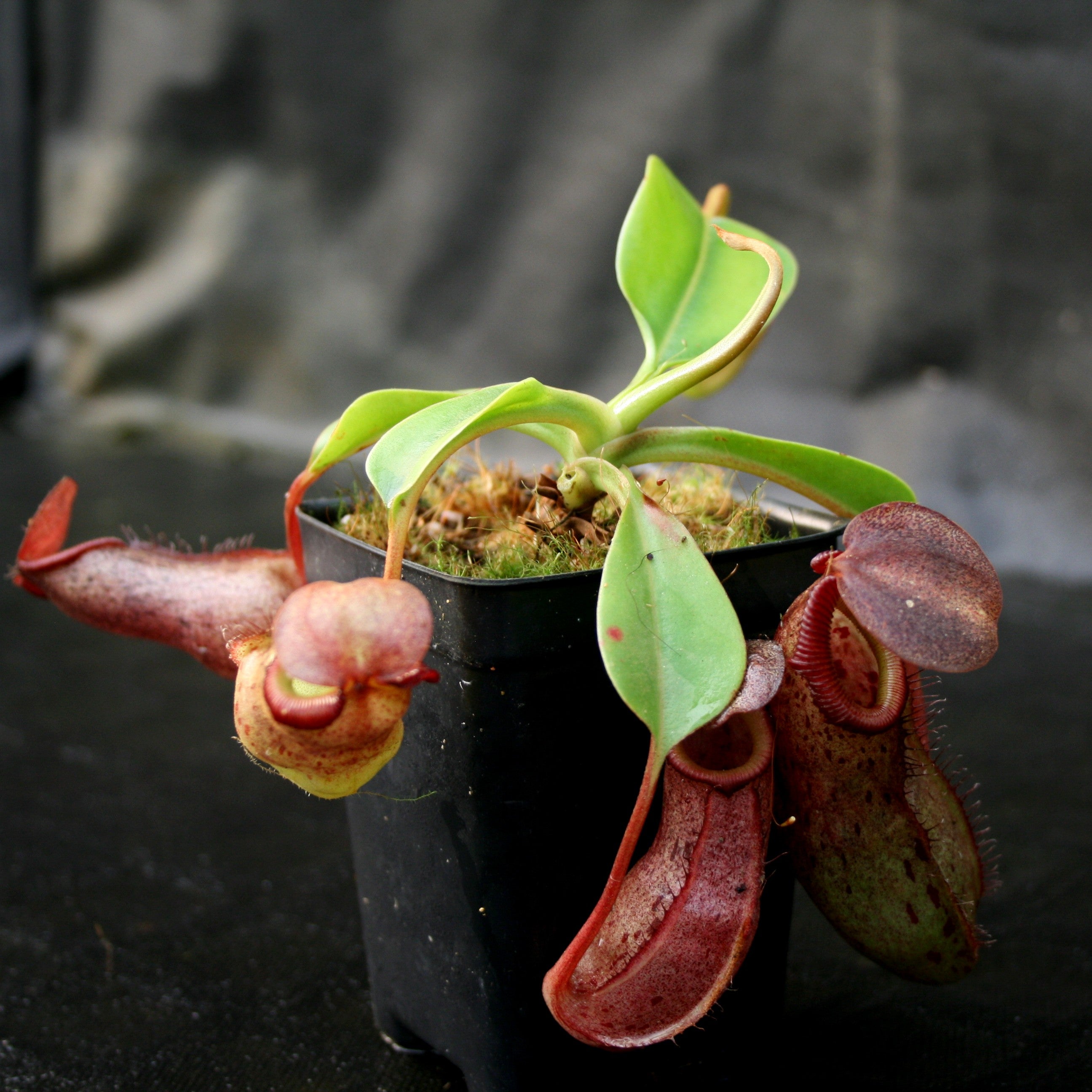 Nepenthes burkei x robcantleyi, BE-3752 – Carnivero