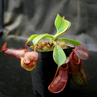 Nepenthes burkei x robcantleyi, BE-3752