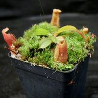 Nepenthes villosa x veitchii