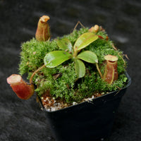 Nepenthes villosa x veitchii