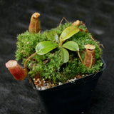 Nepenthes villosa x veitchii
