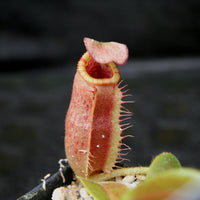 Nepenthes villosa x veitchii