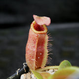 Nepenthes villosa x veitchii
