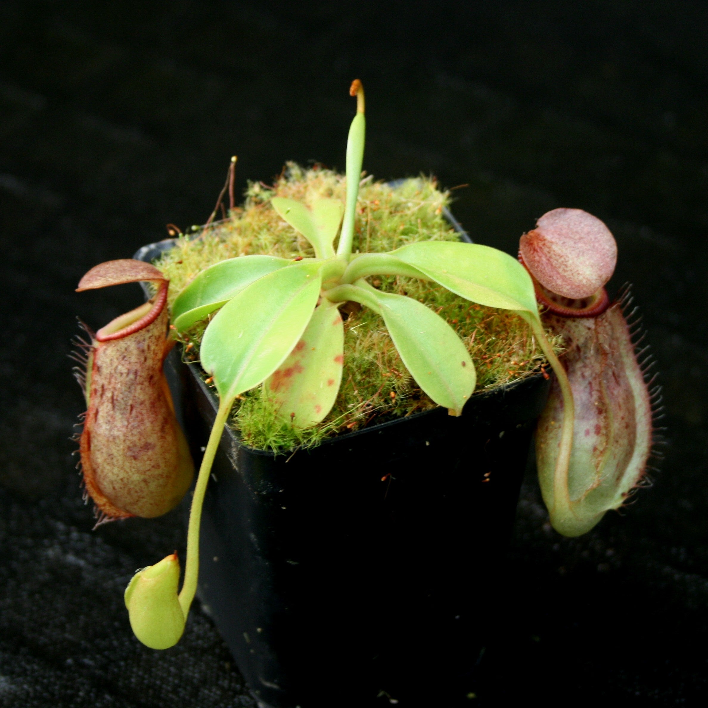 Nepenthes burkei x robcantleyi, BE-3752 – Carnivero