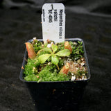 Nepenthes villosa x veitchii