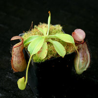 Nepenthes burkei x robcantleyi, BE-3752